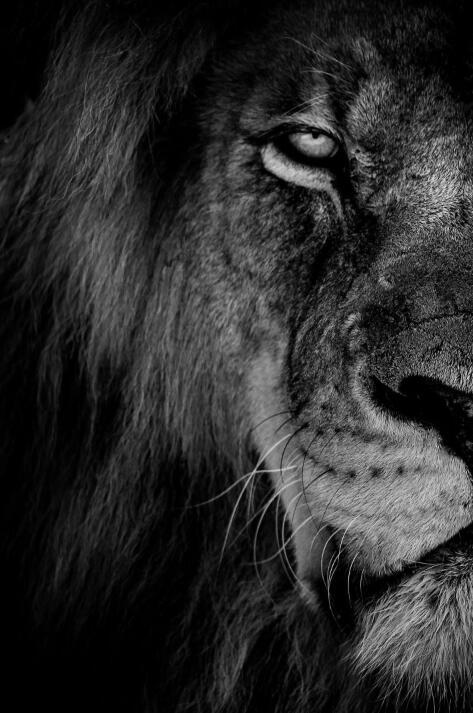 African Wild Lion Head Modular Picture - My Store