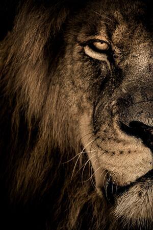 African Wild Lion Head Modular Picture - My Store