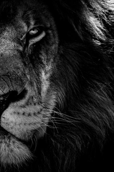 African Wild Lion Head Modular Picture - My Store