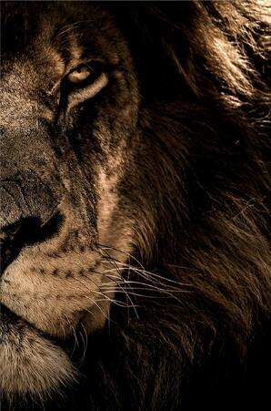 African Wild Lion Head Modular Picture - My Store